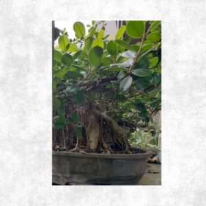 Program Bonsai Dolar