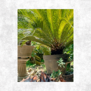 Tanaman Hias Sikas large