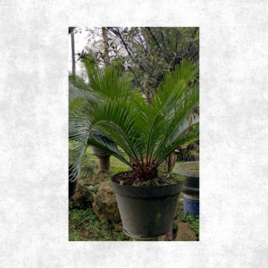 Tanaman Hias Sikas medium