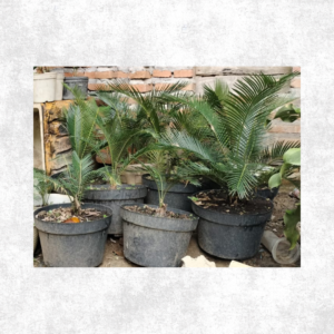 Tanaman Hias Sikas small